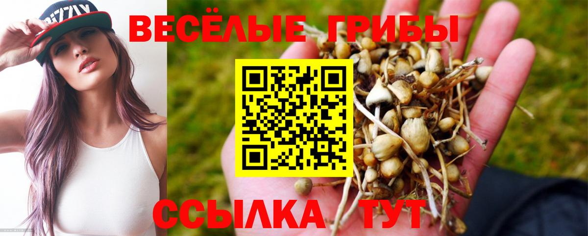 Псилоцибиновые грибы Psilocybe  Вход с VPN  Майкоп  как найти   Галлюциногенные грибы Psilocybine cubensis 